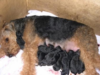 Airedale Terrier Welpen 9 Rüden und 2 Hündinnen