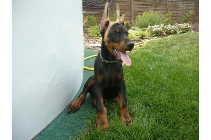 Schöne reinrassige Dobermannwelpen mit Papieren. suchen noch ein neues und lie