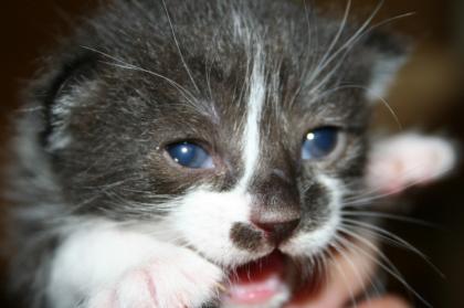2 süße Katzenkinder suchen liebevolles zu Hause