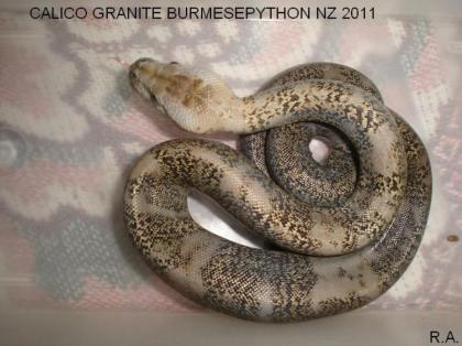Calicogranite burmesepython