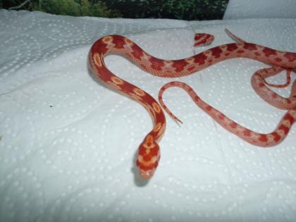 Kornnatter Nachzucht 2021 Amelanistic het. Anery Striped