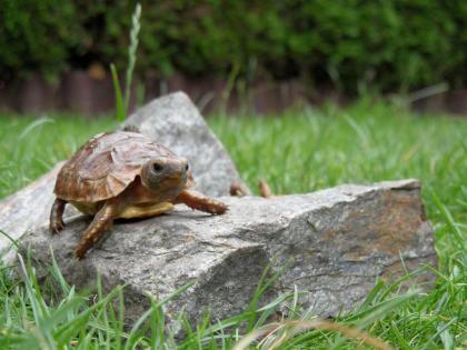 Afrikanische Landschildkröten Kinixys belliana