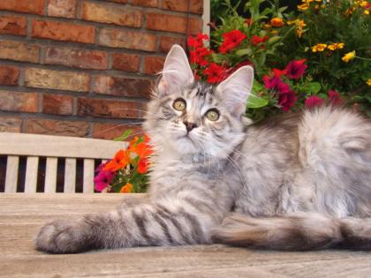 . Sehr typvolles Maine Coon Kitten .