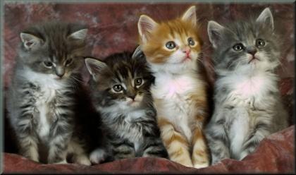 Maine Coon Schmusebabys suchen ihr neues zu Hause