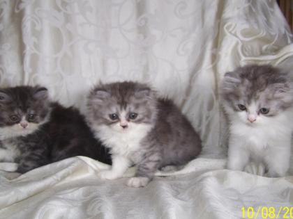Reizende Persserkitten suchen ein neues Zuhause