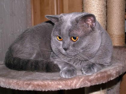 Reinrassiger BKH-Kuschelbär