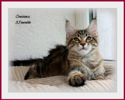 Maine coon Kieen SUCHEN NEUE FAMILIEN.