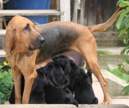 Labrador x Bloodhound