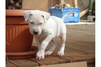 Süße Dogo Argentino Welpen