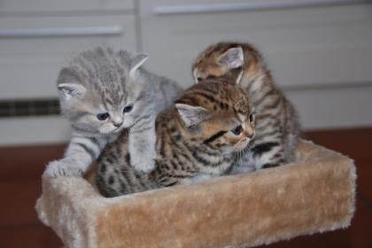 BKH Kitten abzugeben Whiskas Britisch Kurzhaar