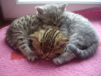 Britisch Kurzhaar BKH Whiskas- Kitten abzugeben