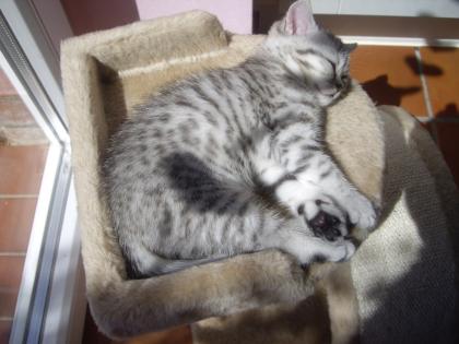 Britisch Kurzhaar BKH Whiskas- Kitten abzugeben tabby black silver spotted