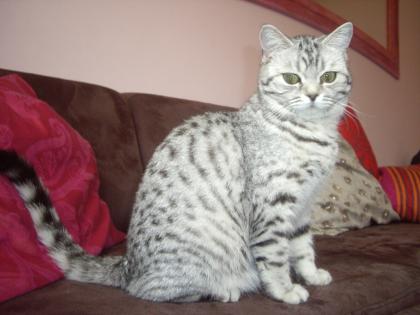Katze abzugeben BKH Britisch Kurzhaar tabby black silver spotted Whiskas- Katz