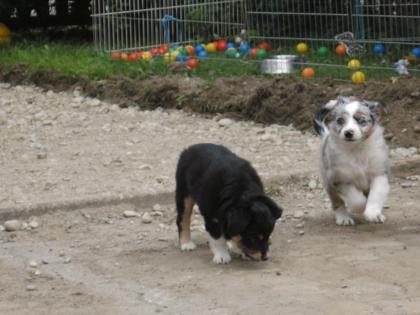 Mini Aussie Hündin 1 blu merle 1 bläck tri suchen noch ihre fam.