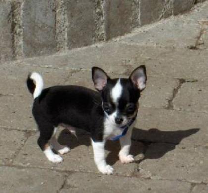 Wir haben Chihuahua Welpen in Kurz und Langhaar