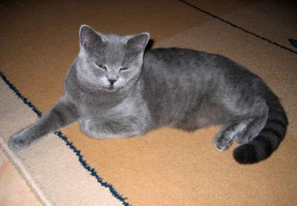 Reinrassige BKH-Katze