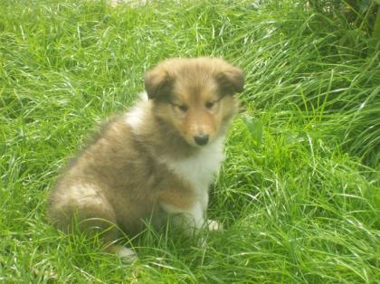 Colliewelpen aus liebevoller Zucht