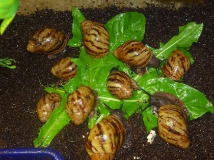 Arachatina marginata Afrikanische Riesenschnecken