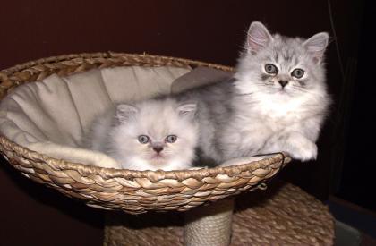 Perserbabys mit Nase und Stammbaum