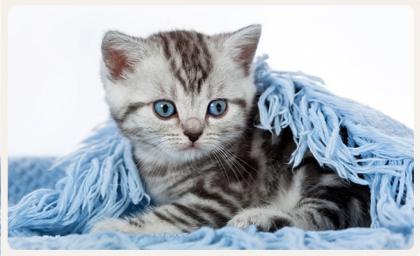 Zauberhafte BKH Kitten im Streifenkleid suchen.