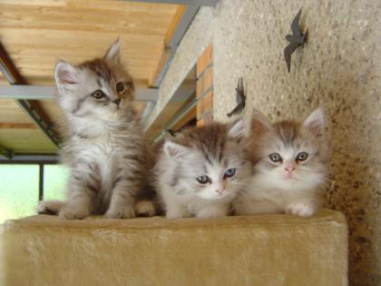 Drei sucker süsse BLH-Mixkitten suchen ein liebevolles Zuhause.