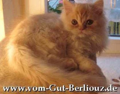 Süßes red-smoke Perserbabys mit Nase, Stammb. , PKD-, FIV FelV negativ