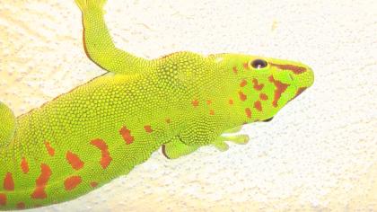 3 Phelsuma grandis mit Technik Preis VB. oder Tausch gegen Maine Coon