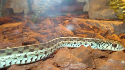 Thamnophis sirtalis Florida Blue Pärchen abzugeben