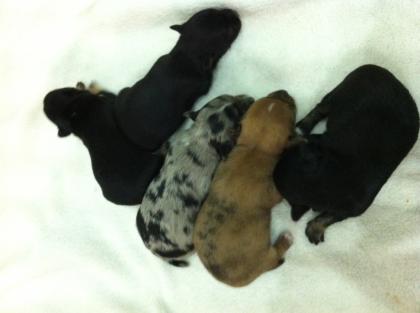 4 Chihuahuawelpen abzugeben in liebevolle Hände