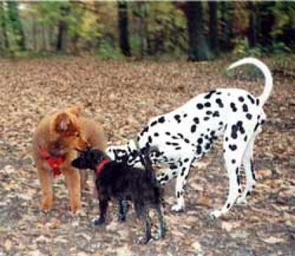 Hundebetreuung während Ihrer Arbeitszeit