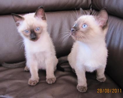 1 Reinrassige, Siam Thai Katzen Babys ab Sofort