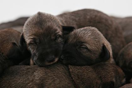 Verkaufe Irische Wolfshund-Welpen in Polen