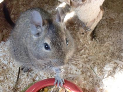 3 Degu Weibchen Ohne Käfig abzugeben