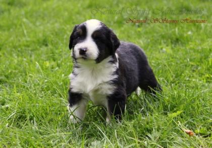 Natural Spirit Miniature Australian Shepherds/WIR HABEN WELPEN AUS SPITZENVERPAA