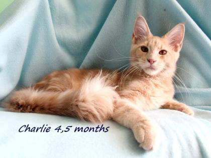 Maine coon Kitten mit Stammbaum