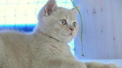 BKH-Kitten