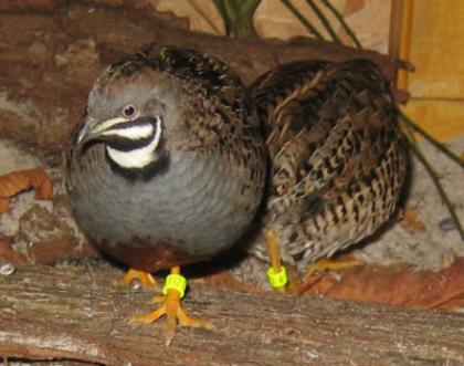 Verk. Chinesische Zwergwachteln, silber und wildfarbig
