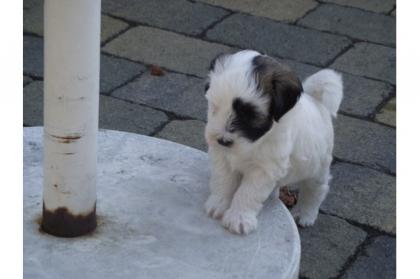 Tibet Terrier, die Total Süßen sind wieder da.