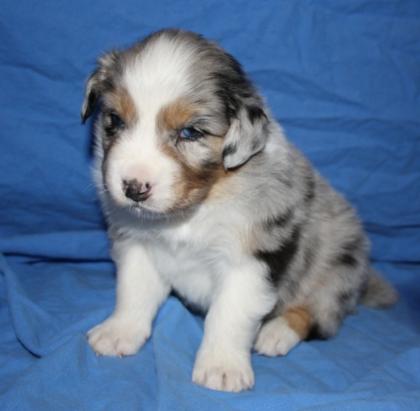 Australian Shepherd Welpen