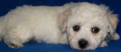 Bichon Frise Junge Big Boy 8 Wochen alt
