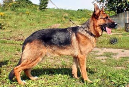 Schäferhund Rüde, 11 Monate