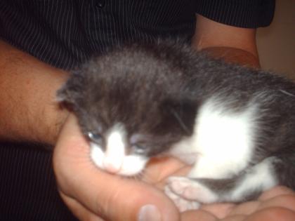 Suche nach geeigneten Adoptiveltern