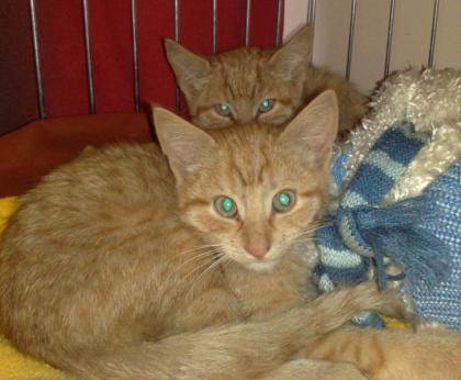 Katzenkinder suchen dringend Zuhause