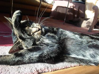 Süße Hauskatze zu verschenken