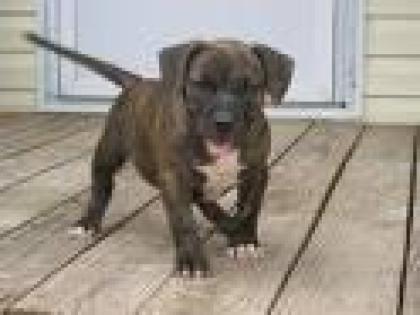 Pitbull Rednose Welpe 9 Wochen alt Top Elterntiere