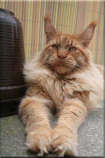 Wunderschöne, typvolle Maine Coon Kitten abzugeben.