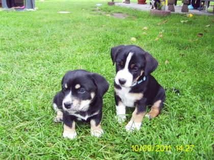 2 Hundewelpen suchen noch ein neues Zuhause