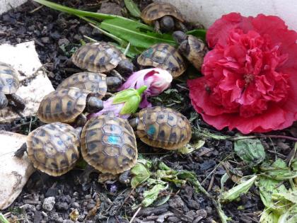 Landschildkröte - Babys NZ 2024