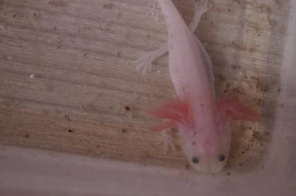 Axolotl Wildling Weissling Albino