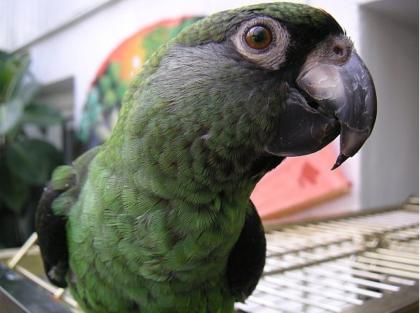 Handzahmer Kongopapagei sucht neuen Besitzer